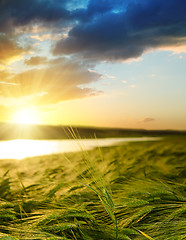 Image showing sunset over field with green barley