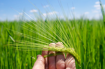 Image showing green barley in hand