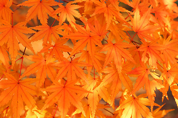 Image showing Maple leaves