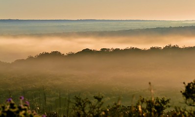 Image showing Fog over finebos