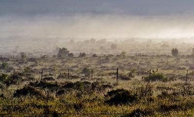 Image showing Fog over finebos