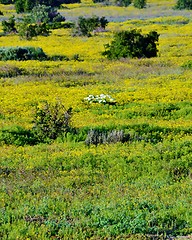 Image showing Sea of yellow