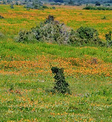 Image showing Sea of orange