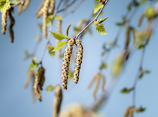 Image showing Birch