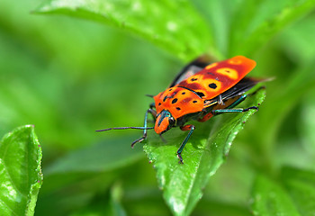 Image showing An Orange Bug