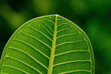 Image showing Leaf Veins