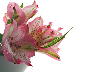 Image showing Alstroemeria Bunch