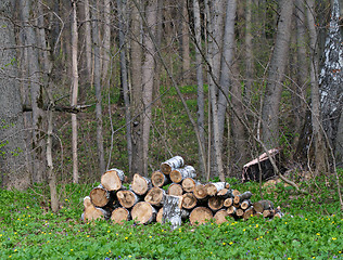 Image showing Stack of Logs