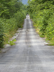 Image showing Forest road