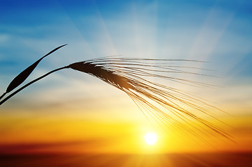 Image showing barley and sunset