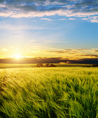 Image showing ear of green wheat under sunrays