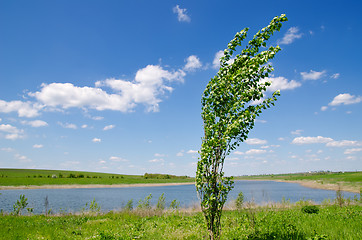 Image showing tree of poplar near river under deep blue sky