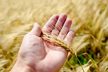 Image showing gold harvest in hand