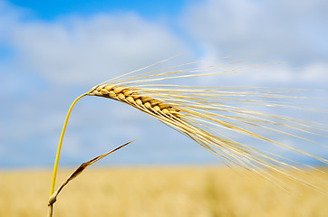 Image showing gold ears of wheat close up