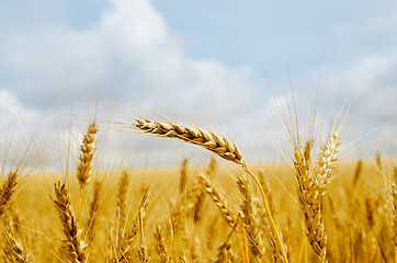 Image showing gold barley close up