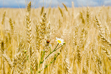 Image showing ears of wheat with flowers