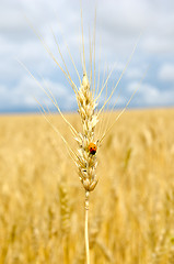 Image showing ears of wheat with bug