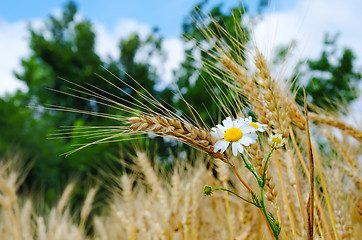 Image showing ears of wheat with flowers