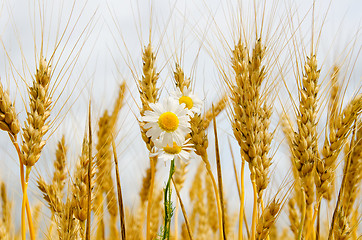 Image showing ears of wheat with daisy