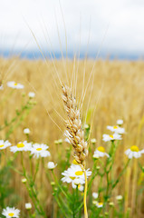 Image showing ears of wheat with flowers