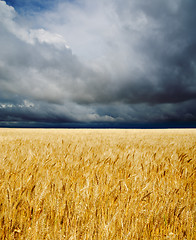 Image showing golden field under dramatic sky