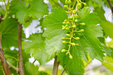 Image showing bunch of green grapes on grapevine