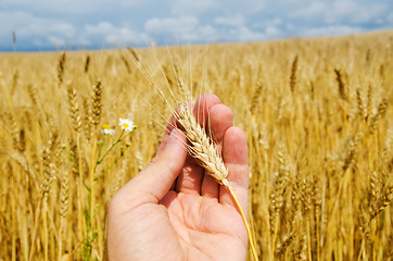 Image showing gold harvest in hand