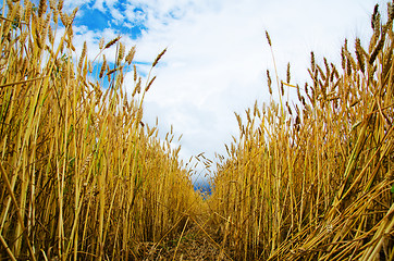 Image showing field of wheat inside