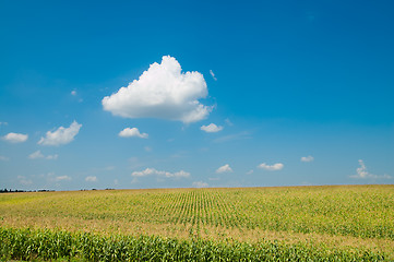 Image showing field with maize