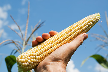 Image showing raw corn in hand