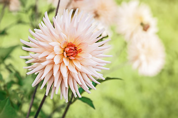 Image showing dahlia