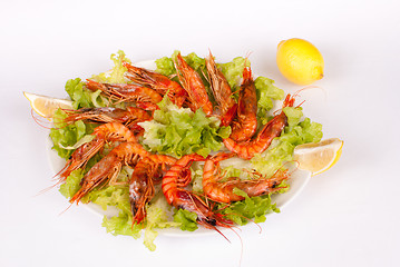 Image showing Mediterranean prawns