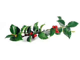 Image showing holly