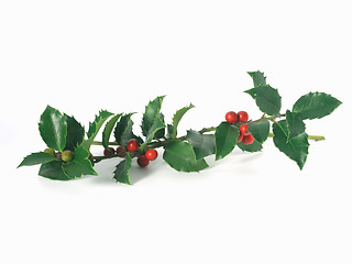 Image showing holly