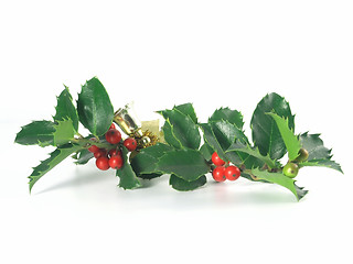 Image showing holly