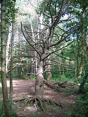 Image showing Dead tree