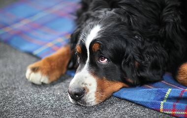 Image showing St. Bernard dog