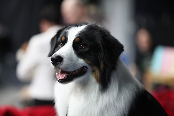 Image showing St. Bernard dog