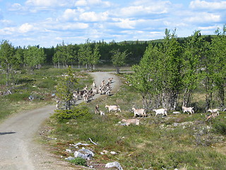 Image showing goats in Langedrag
