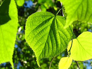 Image showing Green foliage of spring tree