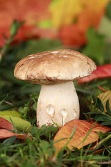 Image showing Mushroom