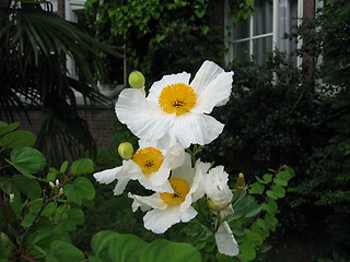 Image showing Garden flowers