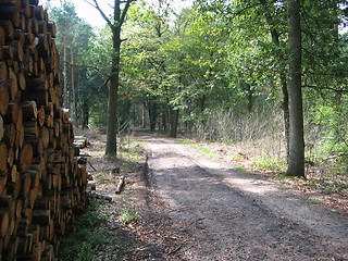 Image showing Path in Castricum