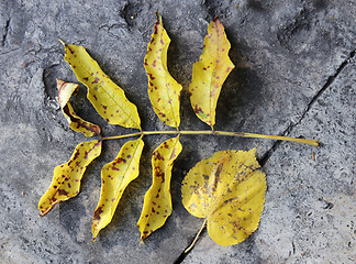 Image showing Yellow Fallen Leaves