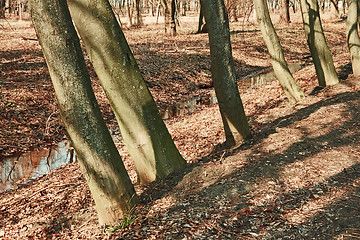 Image showing Trunks of trees in early spring