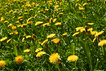 Image showing Yellow dandelions on meadow