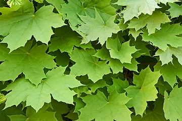 Image showing Maple leaves in springtime