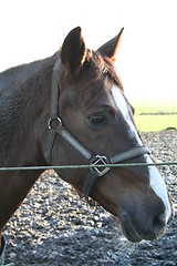 Image showing Horse head in profile