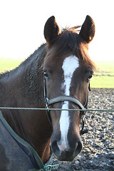 Image showing Horse head