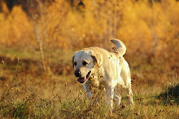 Image showing hunting dog in the forest